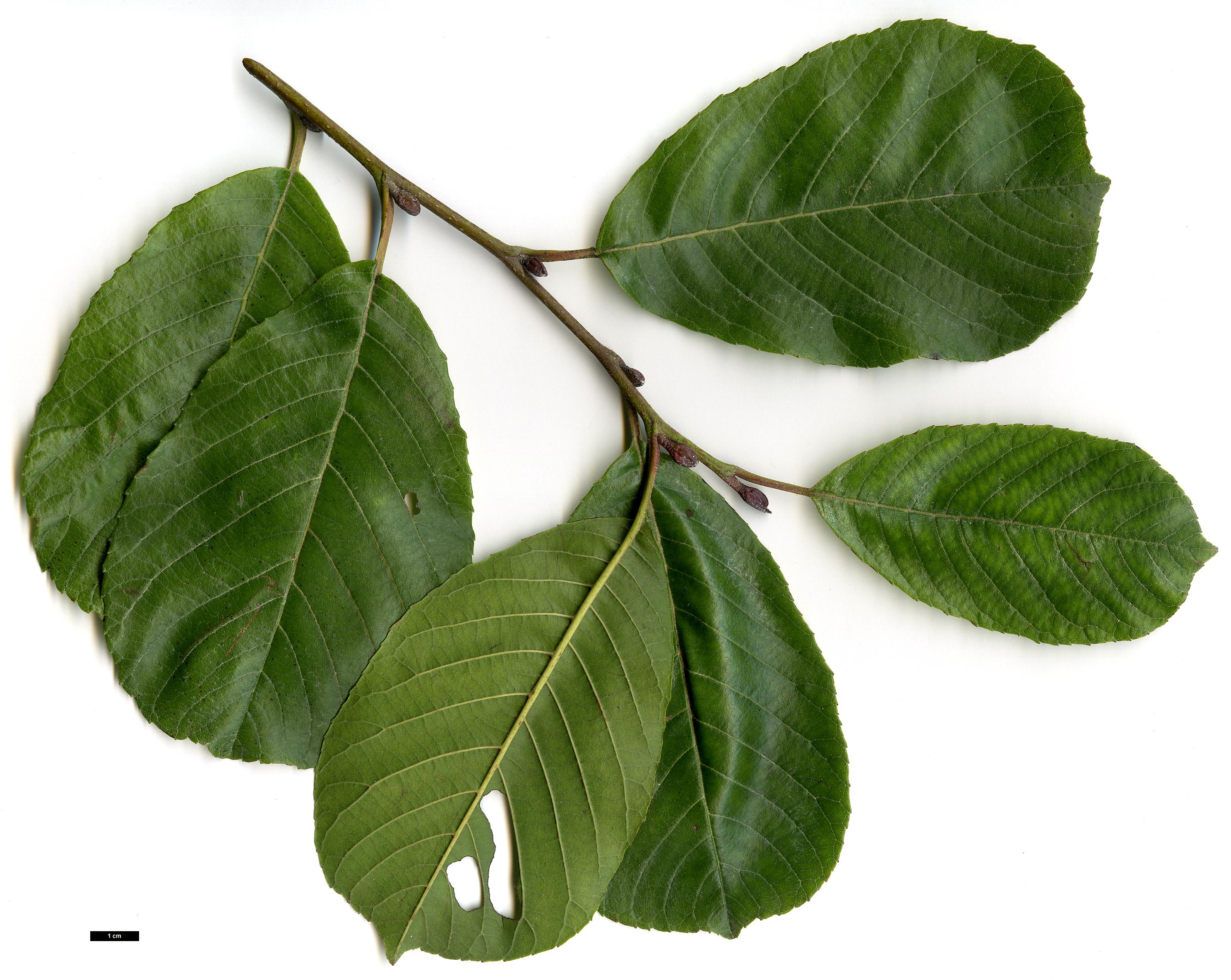 High resolution image: Family: Betulaceae - Genus: Alnus - Taxon: cremastogyne 
